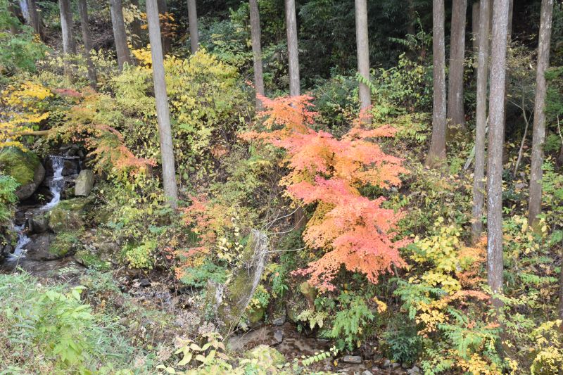 Kiso-autums-woods